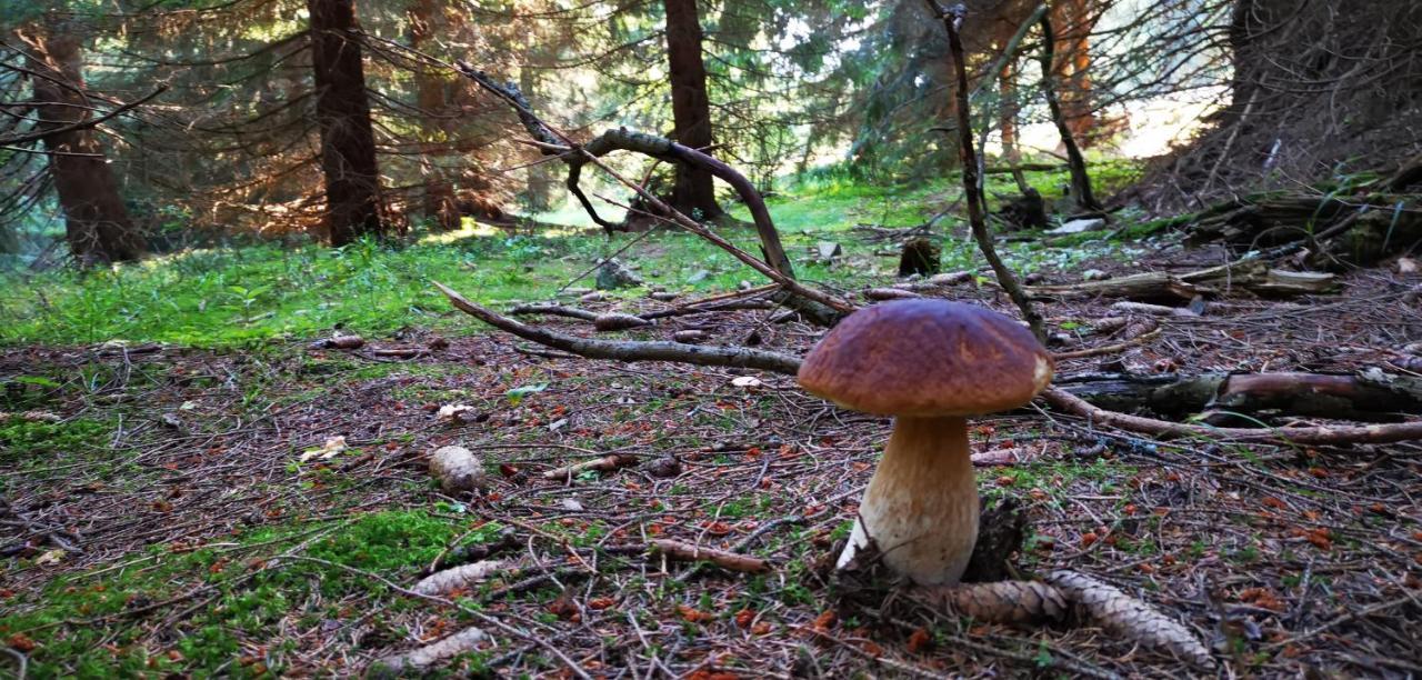 Pokoje U Orla W Szklarskiej Porebie Szklarska Poręba Buitenkant foto